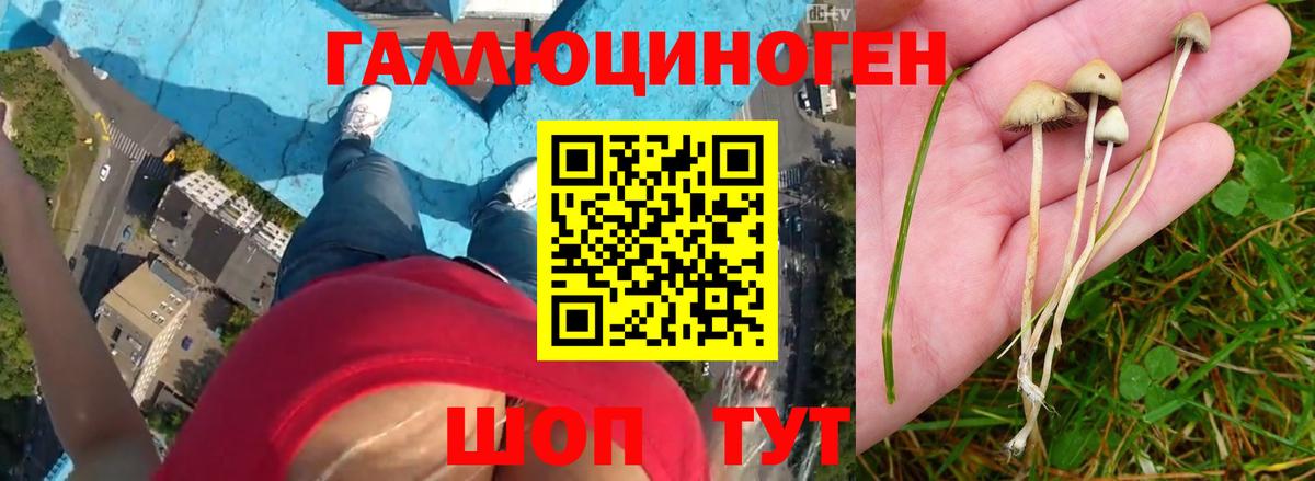 Раменское  Псилоцибиновые грибы Psilocybine cubensis  магазин    Вход с VPN 